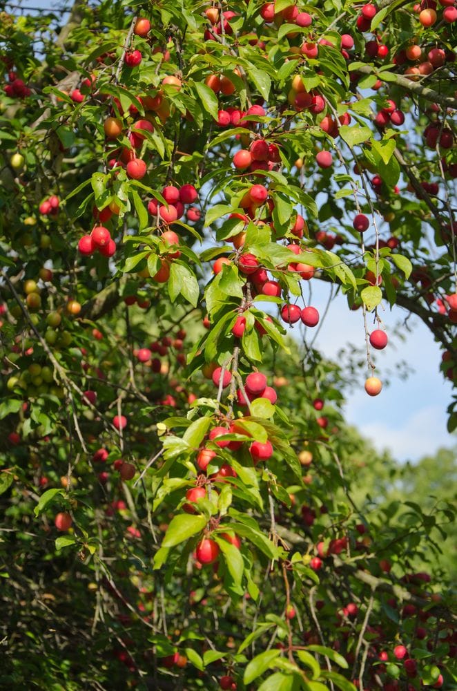 Prunus cerasifera mirabolane